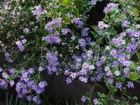 DSC00423.JPGのサムネール画像