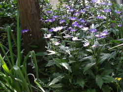 DSC00705.JPGのサムネール画像