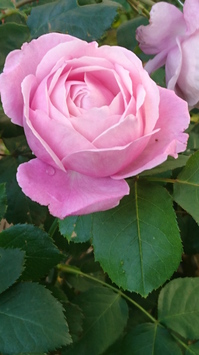 DSC_0637.JPGのサムネール画像